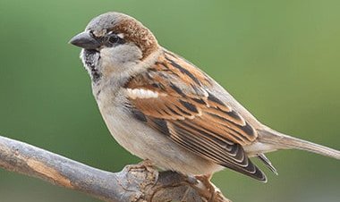विश्व गौरैया दिवस: आंगन की चहक बचाने का संकल्प, पारिस्थितिकी तंत्र की रक्षक है नन्हीं गौरैया