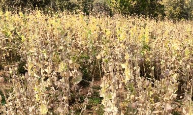 बिलासपुर में नशे के खिलाफ 'सर्जिकल स्ट्राइक': अफीम-गांजे की अवैध खेती पर प्रशासन का कड़ा पहरा