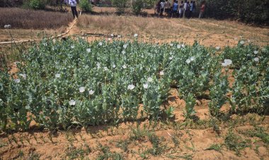 रायगढ़ पुलिस का बड़ा एक्शन: लैलूंगा में अफीम की अवैध खेती का भंडाफोड़, तीन आरोपी गिरफ्तार ...