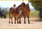 गौसेवा ही सबसे बड़ा राष्ट्रधर्म, गाय राजनीति से नहीं बल्कि ‘सेवा की नीति’ से बचेगी: लक्ष्मी रजक
