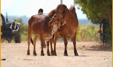 गौसेवा ही सबसे बड़ा राष्ट्रधर्म, गाय राजनीति से नहीं बल्कि ‘सेवा की नीति’ से बचेगी: लक्ष्मी रजक