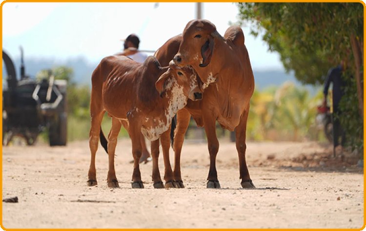 गौसेवा ही सबसे बड़ा राष्ट्रधर्म, गाय राजनीति से नहीं बल्कि ‘सेवा की नीति’ से बचेगी: लक्ष्मी रजक