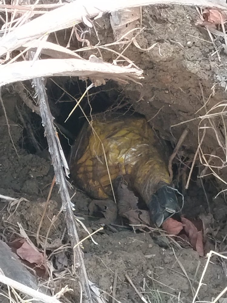 ग्राम गटटाकाल के जंगल-पहाड़ी क्षेत्र से 01नग प्रेशर कुकर IED बरामद