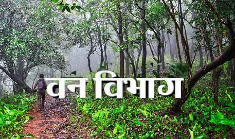 तिल्दा के आसौंदा में वन विभाग की अब तक की सबसे बड़ी कार्रवाई; 500 ट्रैक्टर अवैध लकड़ी और कोयला भट्टे सील, उच्च स्तरीय जांच की मांग