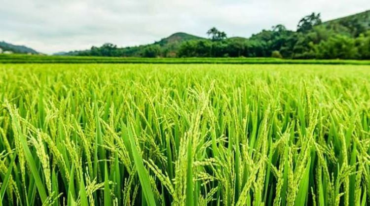 CG Paddy Procurement 2026-27: छत्तीसगढ़ में धान खरीदी की प्रशासनिक तैयारियां तेज, खुलेंगे 362 नए उपार्जन केंद्र; अन्नदाताओं को मिलेगी बड़ी राहत
